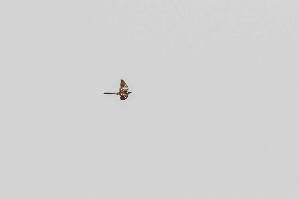 Great Spotted Cuckoo